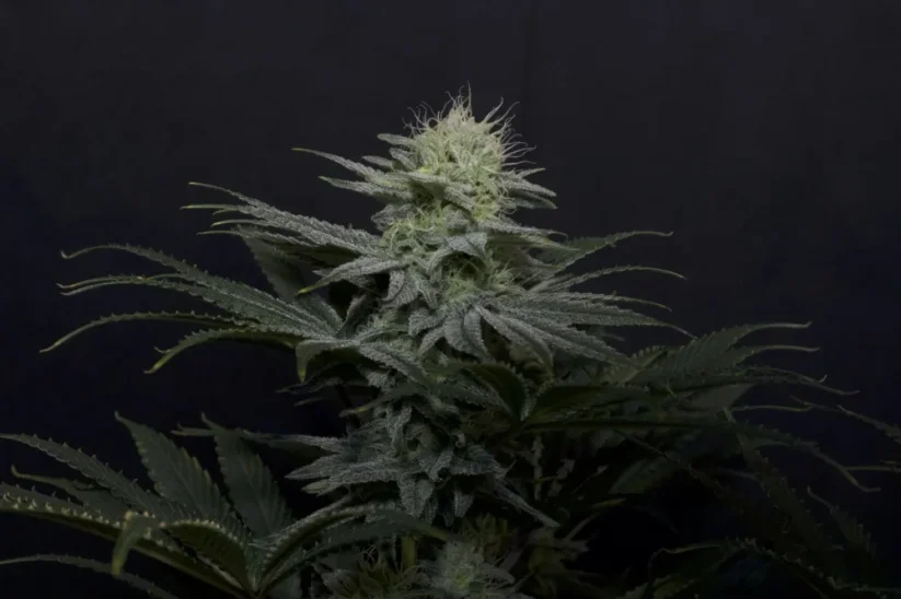 Fast Buds Cannabis Seeds GG4 Sherbet FF