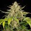 Royal Queen Seeds Graines de cannabis Green Gelato Auto