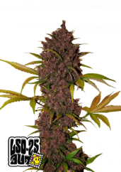 Semi di cannabis Fast Buds LSD-25 Auto