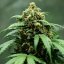 Royal Queen Seeds Semillas de Marihuana Royal Dwarf Auto