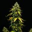 Royal Queen Seeds Semillas de Marihuana Royal Haze Auto