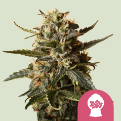 Royal Queen Seeds Cannabis Seeds Bubblegum XL Feminized