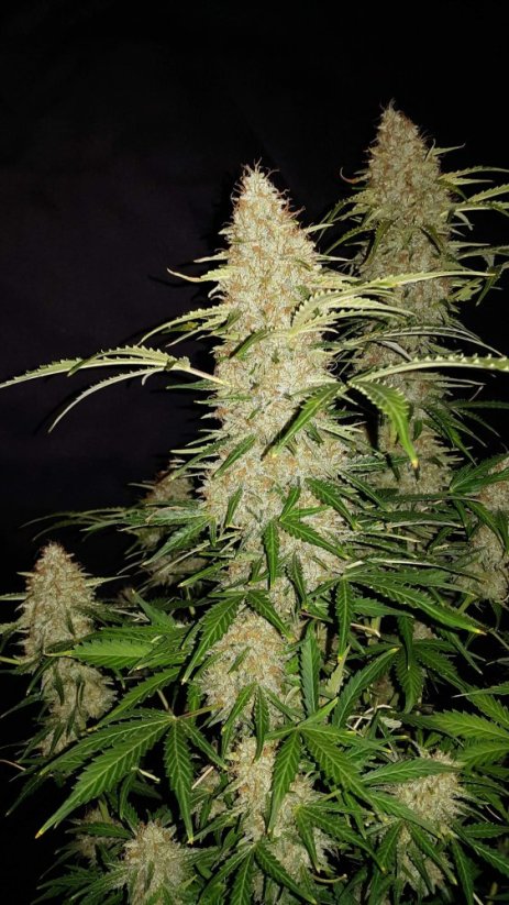 Hạt giống cần sa Fast Buds Jack Herer Auto