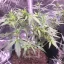 Blimburn Seeds Cannabiszaden Grizzly Purple Auto