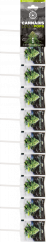 Esrar White Widow Lolipop – Şerit (10 Lolipop), kartonda 25 şerit