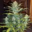 Fast Buds Sementes de Cannabis West Coast OG Auto