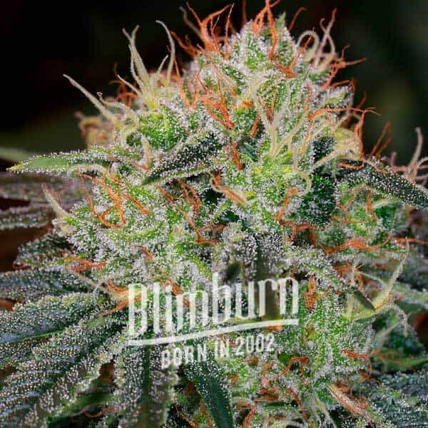 Blimburn Seeds Biji Ganja Fat Bastard Feminized