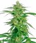 Sensi Seeds Graines de cannabis Holland's Hope Regular de White Label, 10 pcs