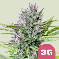 Royal Queen Seeds Cannabis Seeds Triple G Feminized