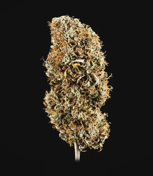 Royal Queen Seeds Żerriegħa tal-Kannabis Cookies Gelato Auto