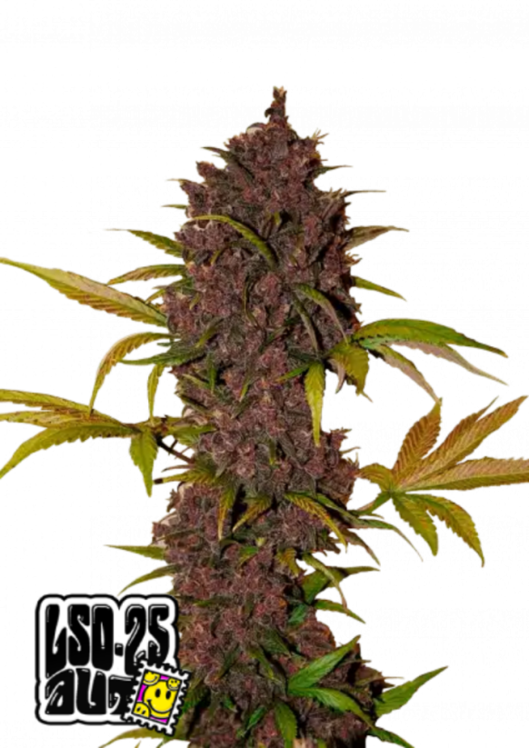 Fast Buds Cannabis Seeds LSD-25 Auto