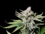 Semillas de Marihuana Fast Buds Cherry Cola Auto