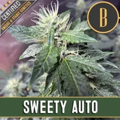 Blimburn Seeds Sementes de Cannabis Sweety Auto