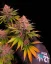 Fast Buds Żerriegħa tal-Kannabis Purple Lemonade FF