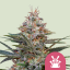 Royal Queen Seeds Cannabisfrön Shogun feminiserade