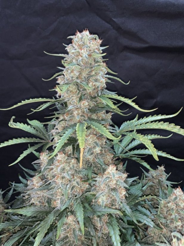 Fast Buds Żrieragħ tal-Kannabis Afghan Kush Auto