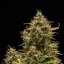 Royal Queen Seeds Hanfsamen Blue Cheese Auto