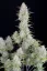 Fast Buds Cannabis Seeds Wedding Cheesecake Auto