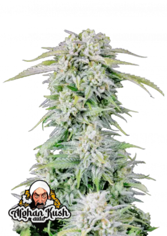 Fast Buds Esrar Tohumları Afghan Kush Auto