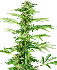 Sensi Seeds Hạt giống cần sa Honey Melon Haze Feminized, 3-10 hạt