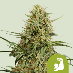 Royal Queen Seeds Насіння коноплі Hulkberry Auto