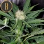 Blimburn Seeds Żerriegħa tal-Kannabis Northern Lights Auto