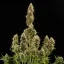 Royal Queen Seeds Насіння коноплі Royal Jack Auto