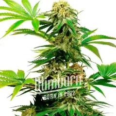 Blimburn Seeds Cannabis Seeds Harlequin Feminized