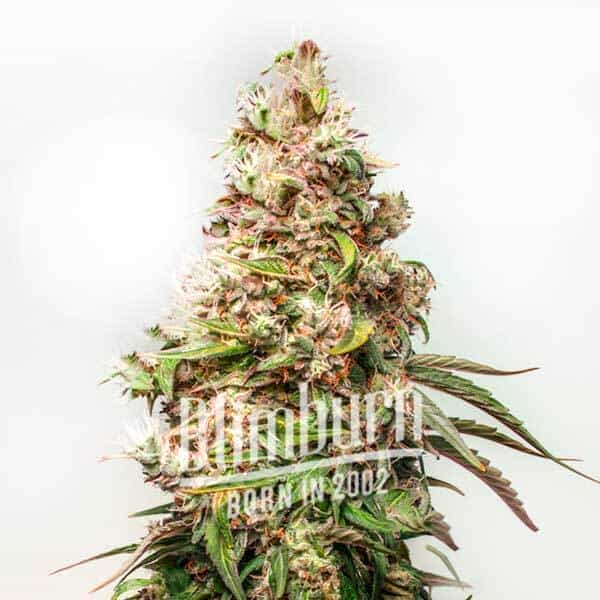 Blimburn Seeds Biji Ganja Charlottes Web Feminized