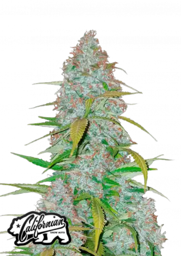 Semillas de Marihuana Fast Buds Californian Snow Auto