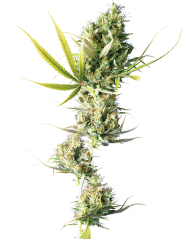 Sensi Seeds Насіння коноплі Durban® Regular, 10 шт.