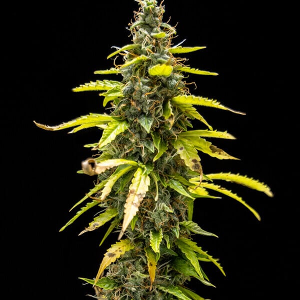 Royal Queen Seeds Sementes de Cannabis Royal Runtz Auto