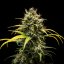 Royal Queen Seeds Cannabis Seeds Triple G Auto