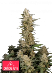 Graines de cannabis Fast Buds Critical Auto