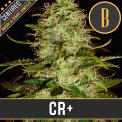 Blimburn Seeds Cannabis Seeds Cr+ Feminized