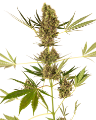 Sensi Seeds კანაფის თესლი Alpine Delight CBD® Automatic Feminized, 3-10 ც.