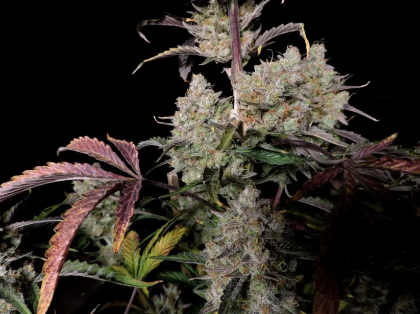 Fast Buds Sementes de Cannabis Gorilla Zkittlez Auto