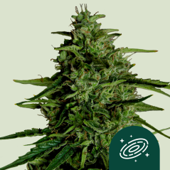 Royal Queen Seeds Hạt giống cần sa Milky Way F1 Auto