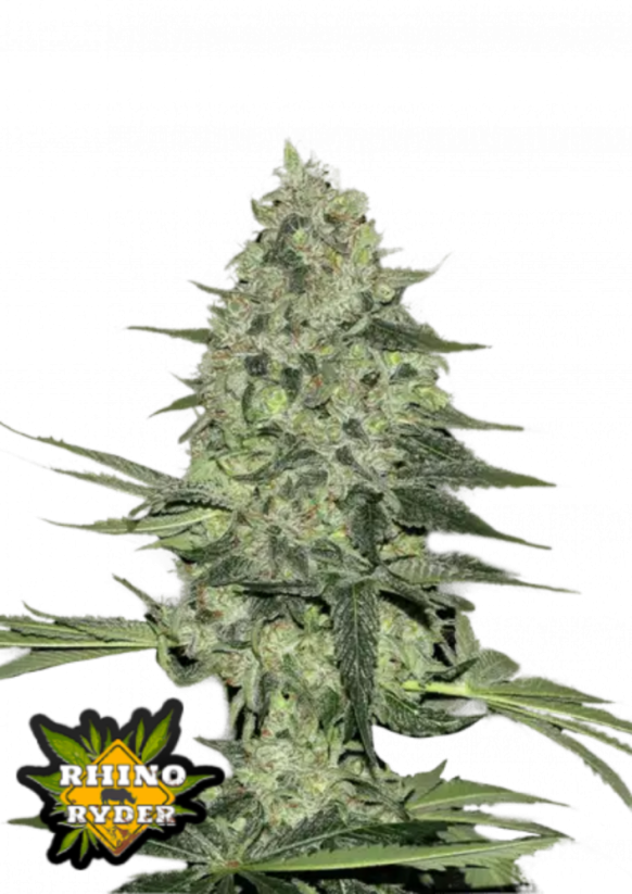 Fast Buds Sementes de Cannabis Rhino Ryder Auto