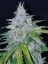 Fast Buds Cannabis Seeds Six Shooter Auto