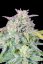 Semillas de Cannabis Fast Buds Afghan Kush Auto