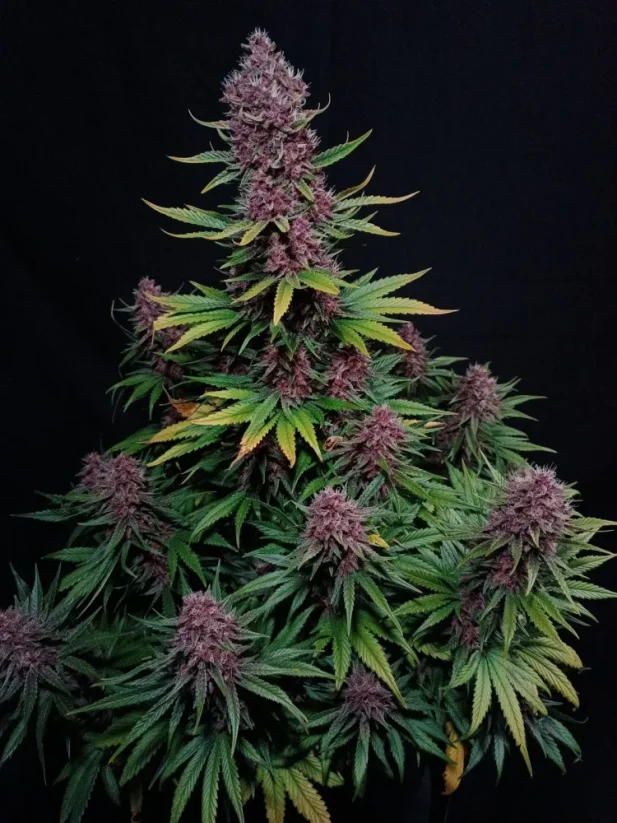 Fast Buds Cannabis Frø Ztrawberriez Auto