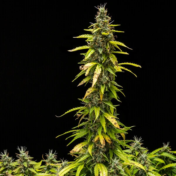 Royal Queen Seeds Семена от канабис Royal Runtz Auto