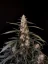 Fast Buds Esrar Tohumları Amnesia Haze Auto