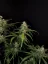 Fast Buds Cannabis Seeds Sour Diesel Auto