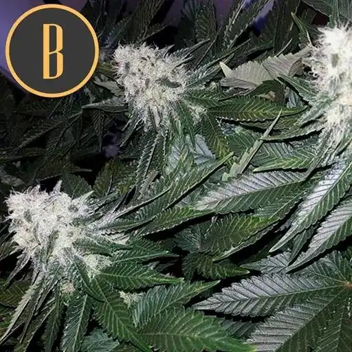 Blimburn Seeds Cannabis Seeds Wombat Feminized