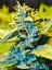 T.H.Seeds™ Semi di Cannabis Auto Northern HOG™, confezione da 6+1, femminizzati