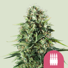 Royal Queen Seeds Cannabis Seeds Royal AK Feminized