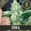 Blimburn Seeds Cannabis Seeds Orka Feminized