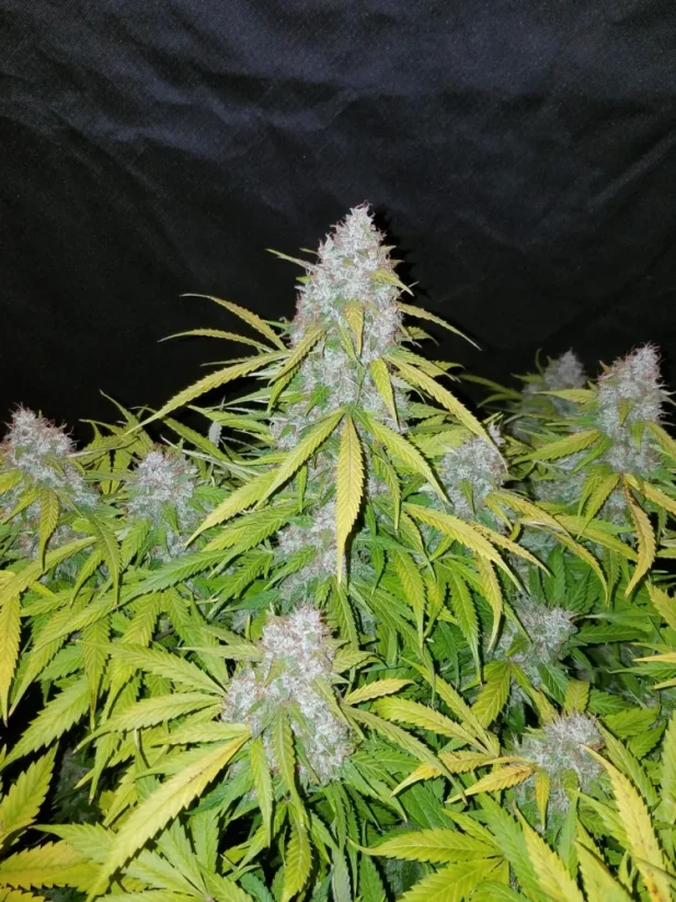 Fast Buds Wietzaden Californian Snow Auto